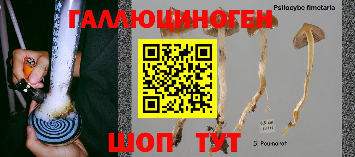 Галлюциногенные грибы Psilocybine cubensis Пермь
